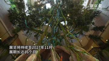 来上海博物馆探秘美洲古文明