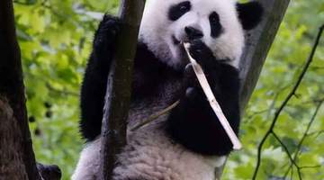 暑期遇“滚滚”，在都江堰赴一场熊猫之约