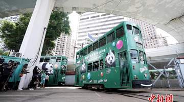 来香港乘熊猫生日主题电车巡游港岛 解锁萌趣参与体验