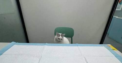 猫咪就医“百态图鉴”:大摇大摆坐医生对面,躲文件夹自欺欺人