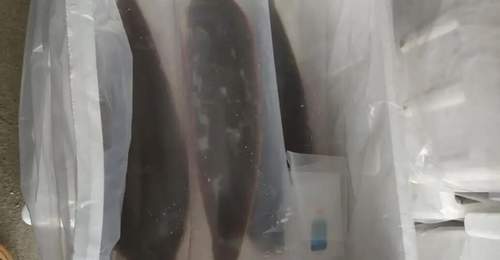 科普丨活鱼也能长途“睡”着运?不用麻药,一觉直达餐桌