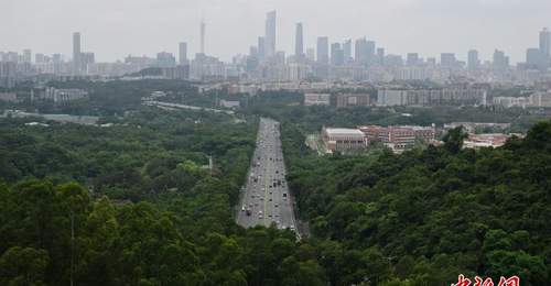 走进广东省龙眼洞林场 探秘广州“城市绿肺”
