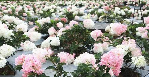 普者黑景区花仙谷景点繁花迎夏 解锁夏日赏景新体验