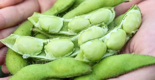畅销全国,走向国际!福州人爱吃的解暑小食迎来丰收!