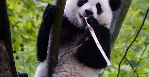 暑期遇“滚滚”,在都江堰赴一场熊猫之约