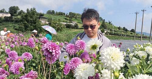 白碗窑镇新窑花海大丽花盛开 吸引众多游客赏花观光