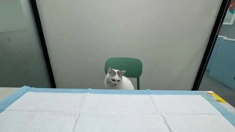 猫咪就医“百态图鉴”:大摇大摆坐医生对面,躲文件夹自欺欺人