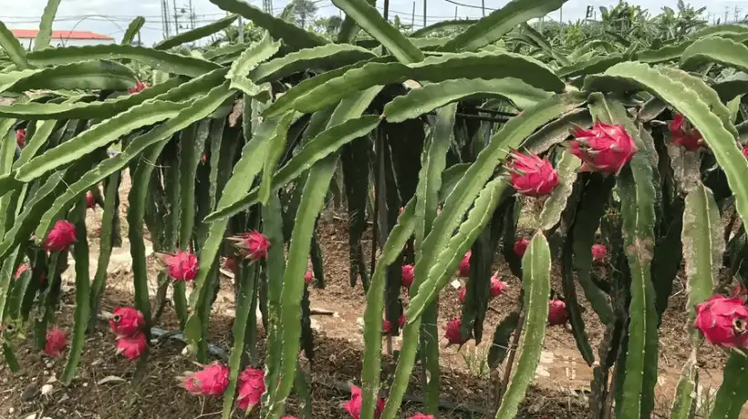 小资源撬动大流量:厦门微度假的底层逻辑与可复制路径
