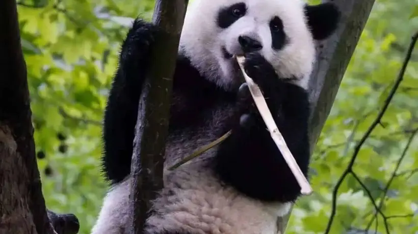 暑期遇“滚滚”，在都江堰赴一场熊猫之约