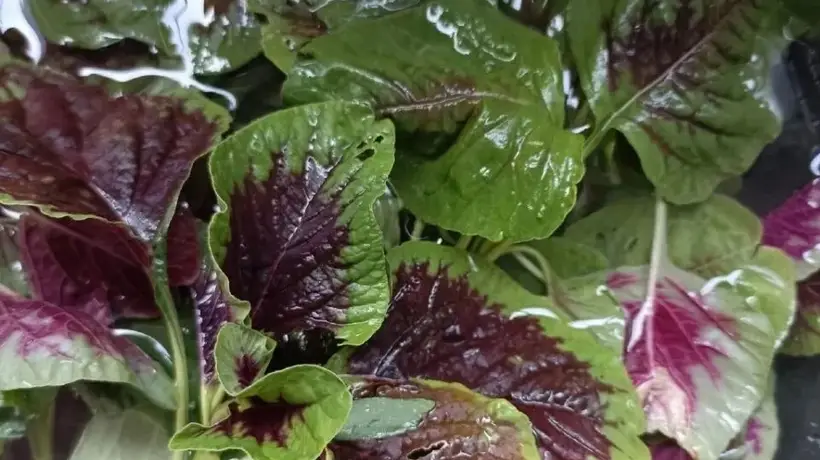 夏日平价美味苋菜三分钟出锅 汤汁拌饭绝绝子