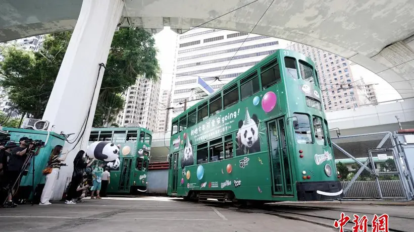 来香港乘熊猫生日主题电车巡游港岛 解锁萌趣参与体验