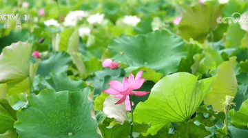 各地花样文旅活动激活夏日消费热情,众多特色活动你喜欢哪一项