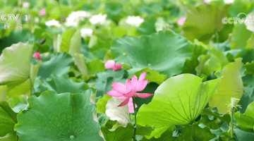 各地花样文旅活动激活夏日消费热情 众多特色活动你喜欢哪一项
