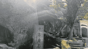 寒雪中傲然绽放的茶花情缘