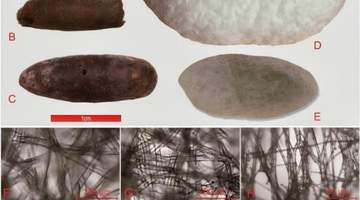 4000年前桑蚕养殖如何传到中亚?来看看考古现场这些关键出土遗存