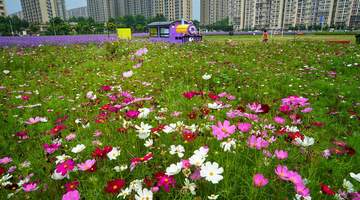通州永顺紫蝶花境邀市民赴夏日多元体验 赏花休憩打卡尽兴