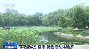 盛夏京城荷香弥漫 北京各大公园携多元体验邀市民游客共赴夏日赏荷之约