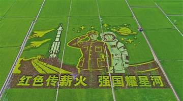 盛夏兴安盟古庙村 看稻田里的3D立体景观绘就乡村新图景