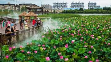 盛夏镇赉南湖荷塘雨后焕新 游客沉浸式赏玩享湿地清凉趣