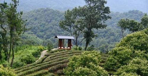 桐柏山・归元愈境:禅茶疗愈之旅启幕