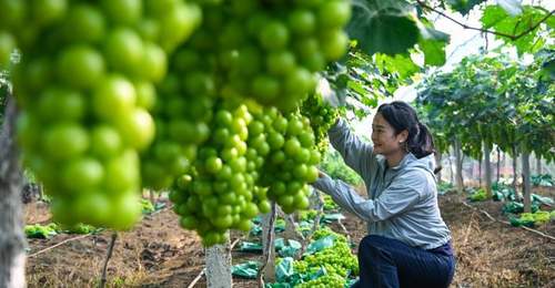 广西南宁:“阳光玫瑰”葡萄迎丰收 “阳光产业”促民增收致富