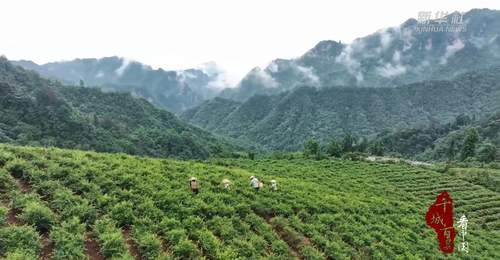 湖南张家界:一叶莓茶带富一方人