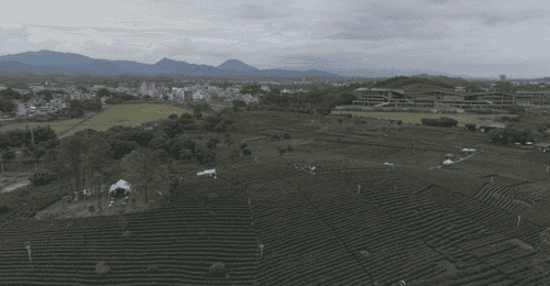 7月23日走进柏塘万亩茶园 “笃志向善” 突击队与你共赴茶乡沉浸之约
