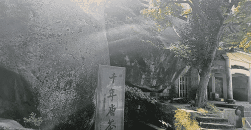 寒雪中傲然绽放的茶花情缘
