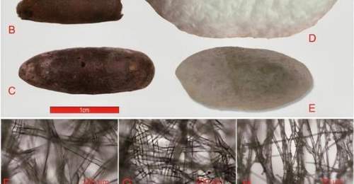 4000年前桑蚕养殖如何传到中亚？来看看考古现场这些关键出土遗存