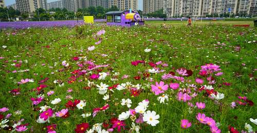 通州永顺紫蝶花境邀市民赴夏日多元体验 赏花休憩打卡尽兴