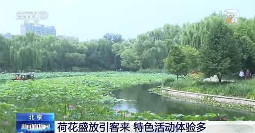 盛夏京城荷香弥漫 北京各大公园携多元体验邀市民游客共赴夏日赏荷之约