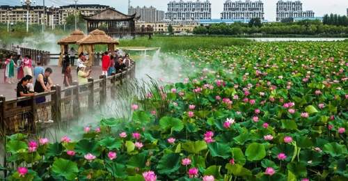 盛夏镇赉南湖荷塘雨后焕新 游客沉浸式赏玩享湿地清凉趣