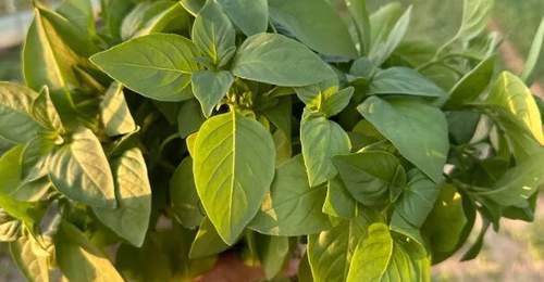 中原夏日里的多元荆芥活动 跟着食客打卡鲜爽乡土滋味