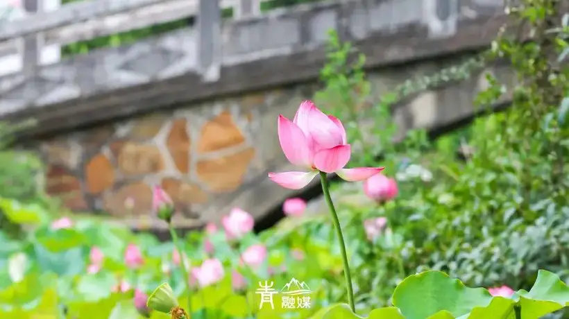 来青山赏荷解锁多元体验 7座公园慢逛感受都市诗意与松弛