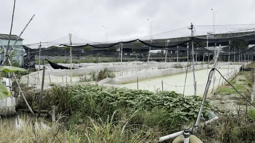 抗生素牛蛙乱象引担忧 多元视角拆解养殖困局 养殖户坦言不用药难稳产