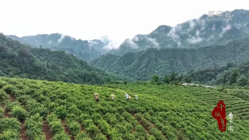 湖南张家界:一叶莓茶带富一方人
