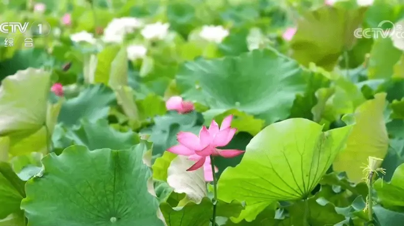 各地花样文旅活动激活夏日消费热情 众多特色活动你喜欢哪一项