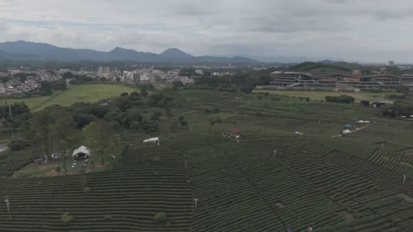 7月23日走进柏塘万亩茶园 “笃志向善” 突击队与你共赴茶乡沉浸之约