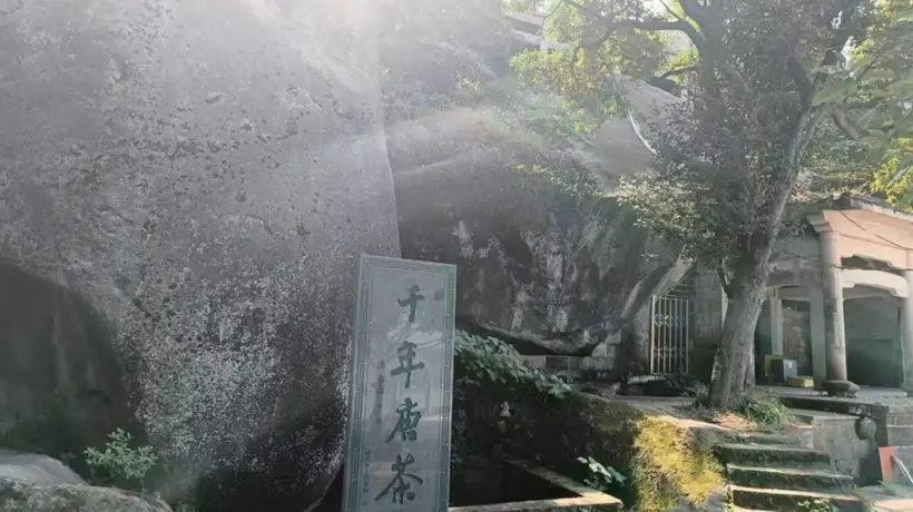 寒雪中傲然绽放的茶花情缘