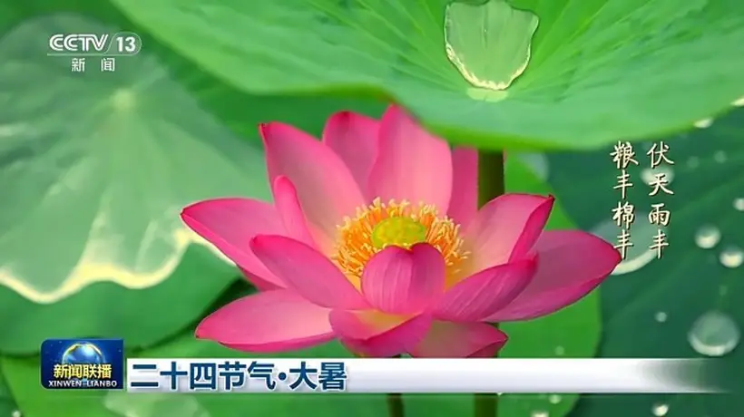 大暑时节来文化中国行 参与多元民俗互动共感盛夏意趣