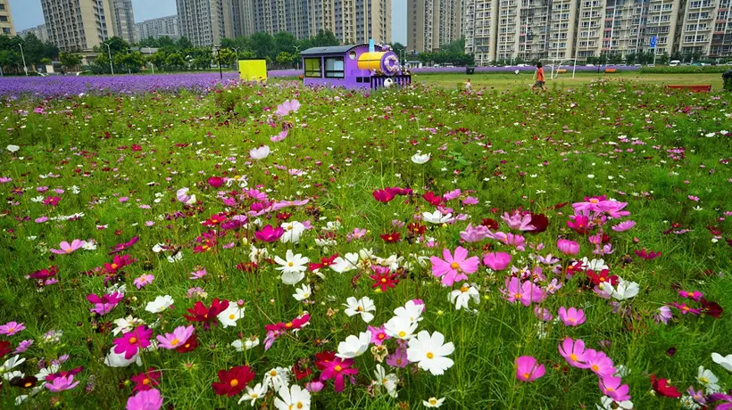 通州永顺紫蝶花境邀市民赴夏日多元体验 赏花休憩打卡尽兴