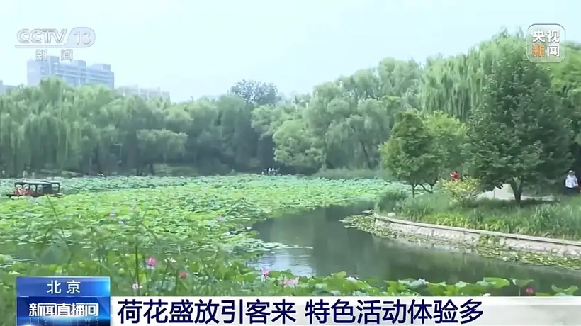 盛夏京城荷香弥漫 北京各大公园携多元体验邀市民游客共赴夏日赏荷之约