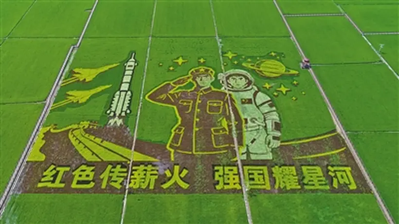 盛夏兴安盟古庙村 看稻田里的3D立体景观绘就乡村新图景