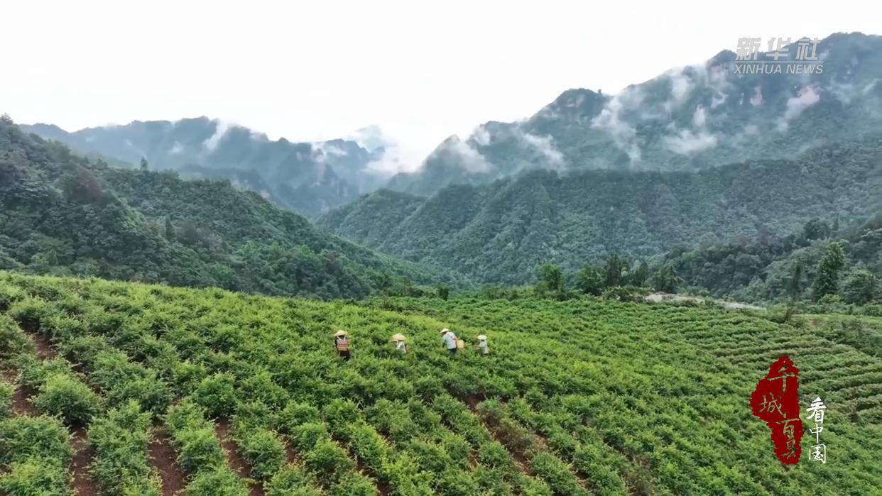 湖南张家界：一叶莓茶带富一方人