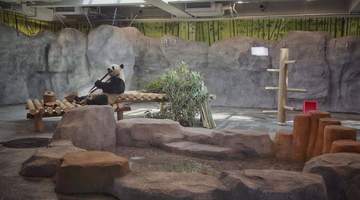 北京动物园熊猫新馆明日正式迎客