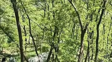 泰山刀片式隔离网,拆除计划公布