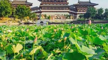洛阳夏日赏荷地图上线!