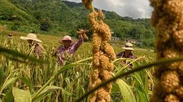 一碗小米粥里的气象风味
