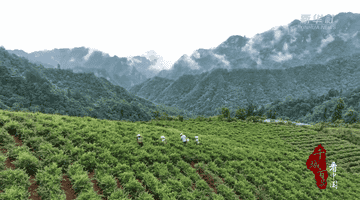 千城百县看中国｜湖南张家界：一叶莓茶带富一方人