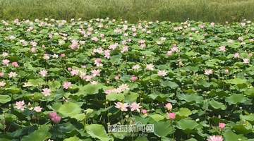哈尔滨夏季赏荷最佳时间及地点推荐